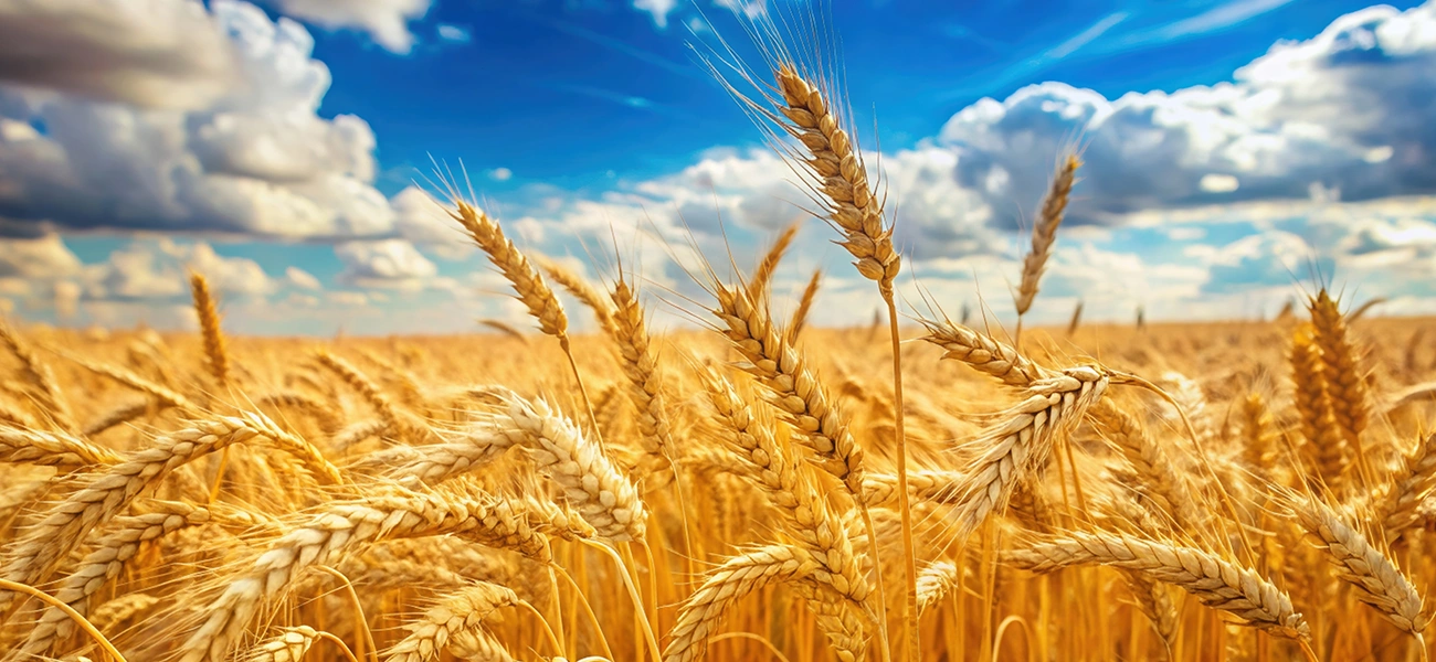 Agrocorp Int'l- Hero